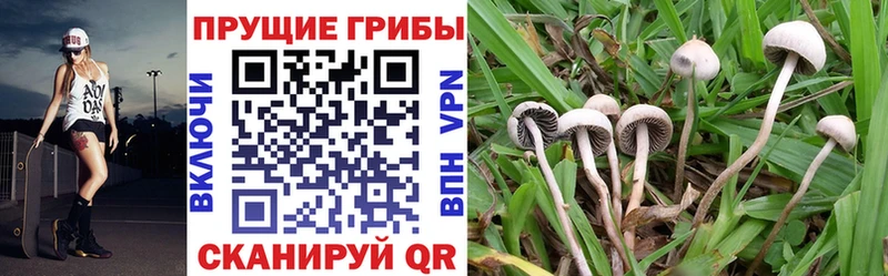 Псилоцибиновые грибы Magic Shrooms  дарнет шоп  блэк спрут вход  Медынь 